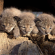 Illustration for article titled Caturday - Lynx pardinus Edition